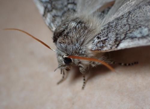 Réf. 299 833 : Achlya flavicornis